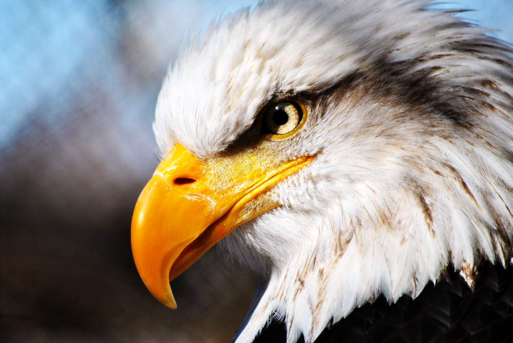 Safescan Eagle